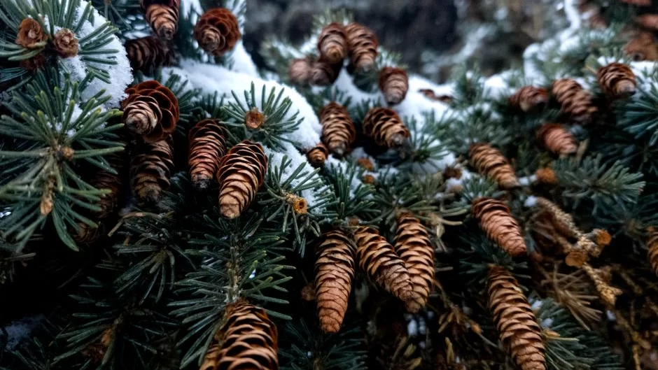 PineCone Research 18-24: Student & Young Adult Panel