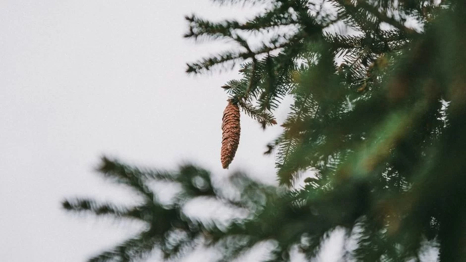 PineCone Research survey on a digital ta